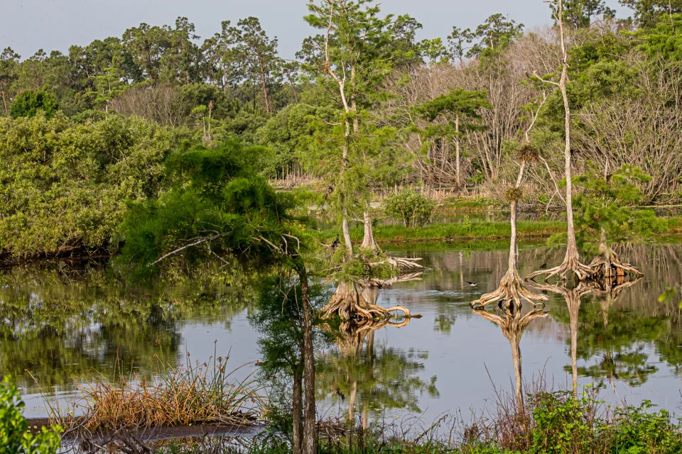 Landscape at Eagle Lakes Community Park, Naples, Florida, 2015.