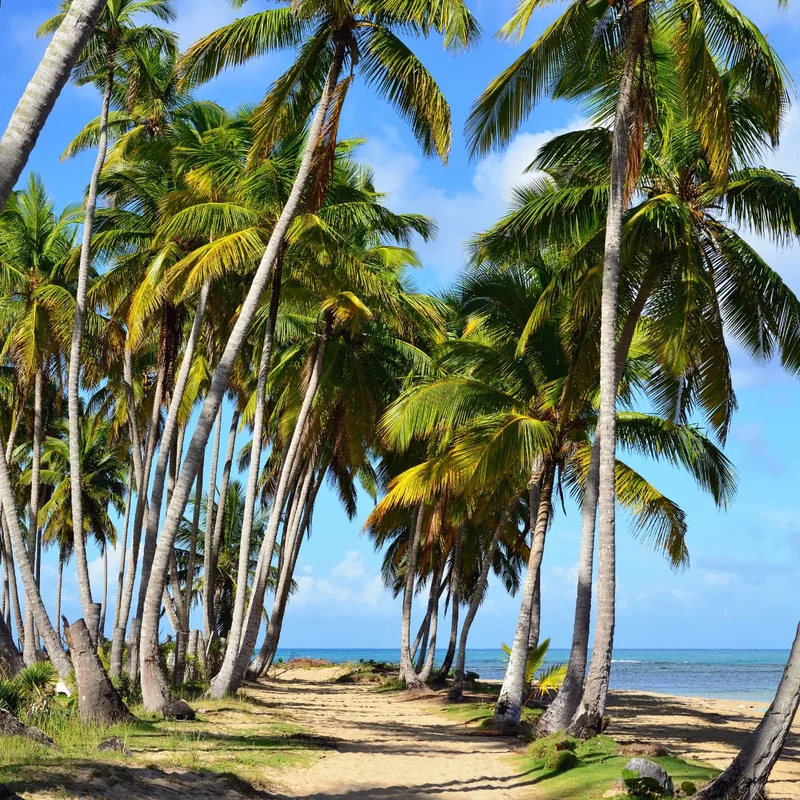 Palm-lined beach path along the shore in Bonita Springs, Florida