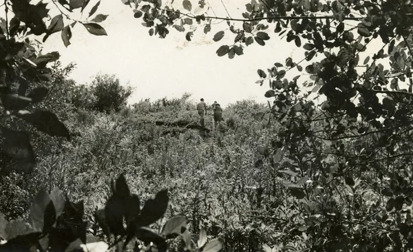 Historic photograph of the Calusa-built mounds on Mound Key